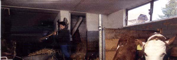 Answer: Barn animals Early exposure to barn animals is strongly associated with
