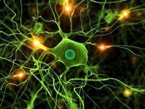 Movement, Physical Activity and Exercise Anchors learning when more of the senses are involved to increase the executive function of the frontal lobe Grows new brain cells (neurogenesis) in the
