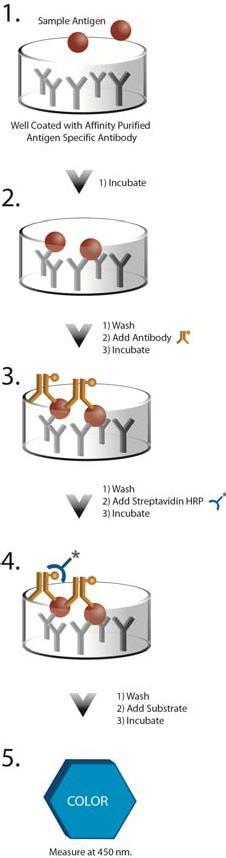 PRINCIPLE 1. A monoclonal antibody to FSH is immobilized on a microtiter plate to bind the FSH in the standards or samples. 2.