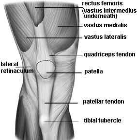 2 The quadriceps muscle complex consists of the rectus femoris, the vastus lateralis (VL), vastus intermedius, and vastus medialis (VM).