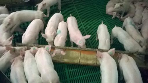 *Piglets eliminated included until time of elimination Treatment effect: P<0.0001 (ADG; W -> D14: 0.