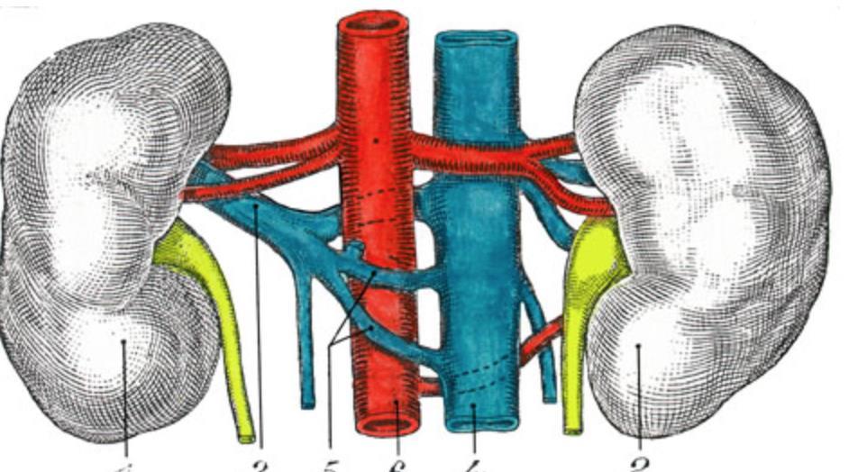 Donor Arterial anatomy Number of renal
