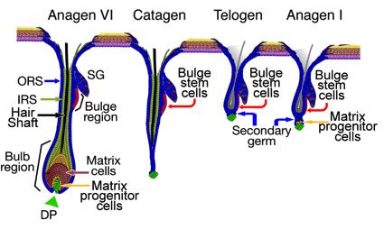 Vit D receptor (VDR) expressed in papillary dermal mesenchymal cells Preservation of hair