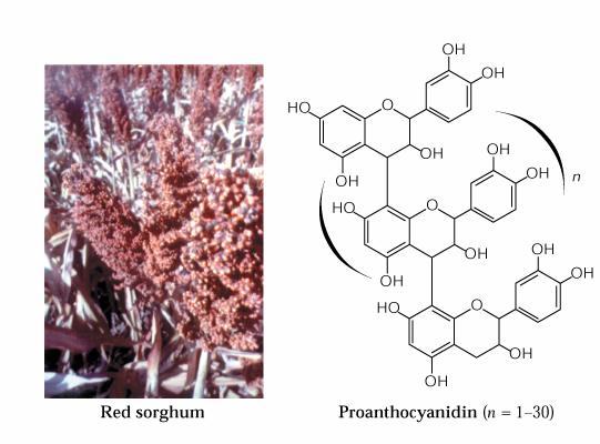 Type-B proanthocyanidins (formed from - epicatechin and + catechin) - Antifeedant proanthocyanidin in red sorghum -