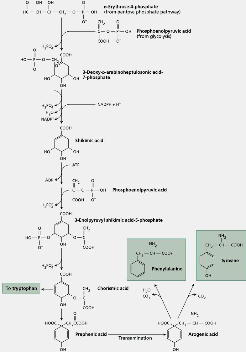 The phenylpropanoids: products of