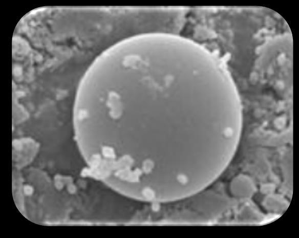MICROENCAPSULATION Method used to improve the survival of microorganisms Microencapsulation is a technique in which liquid droplets