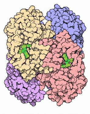 Enzymes used for analytical purposes: alcohol dehydrogenase oxidizes alcohols 14 H H ' H 2 H 2 H H AD + H H H H H 2 H 2 ' H H ADH H H Goodsell: DB molecule of the month Alcohol dehydrogenase has