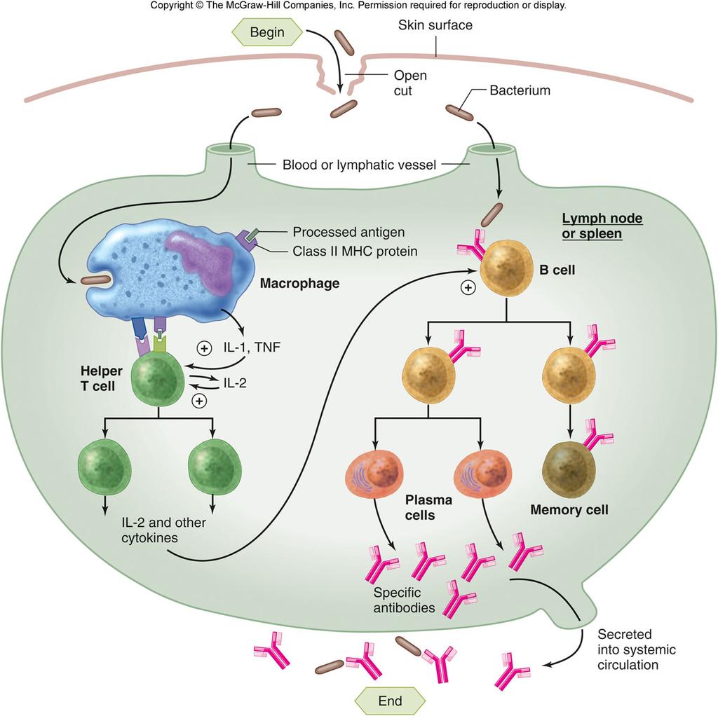 Lymphokines APC binding to the helper T cell causes the APC to secrete large amounts of lymphokines 1.