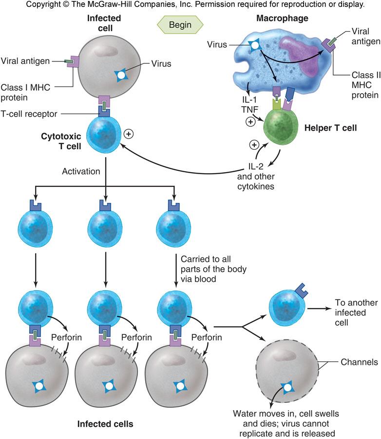 Defenses Against Viral Infected Cells and Cancer Cells Killer T cells secrete perforin Destruc4on
