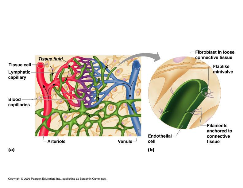 Name: Date: Class: Unit 6 Outline: The Lymphatic Respiratory Systems Lymphatic Vessels, Tissue, Organs The Lymphatic System Consists of Lymphatic Lymphoid tissues Lymphatic system functions Transport