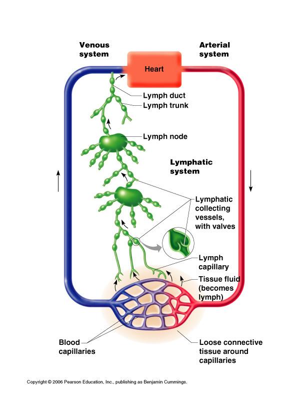 vessels No Lymph moves toward the * Milking action of muscle * Rhythmic contraction of muscle in vessel walls Lymphatic Vessels Lymph Walls overlap to form flap-like Fluid Capillaries are anchored to