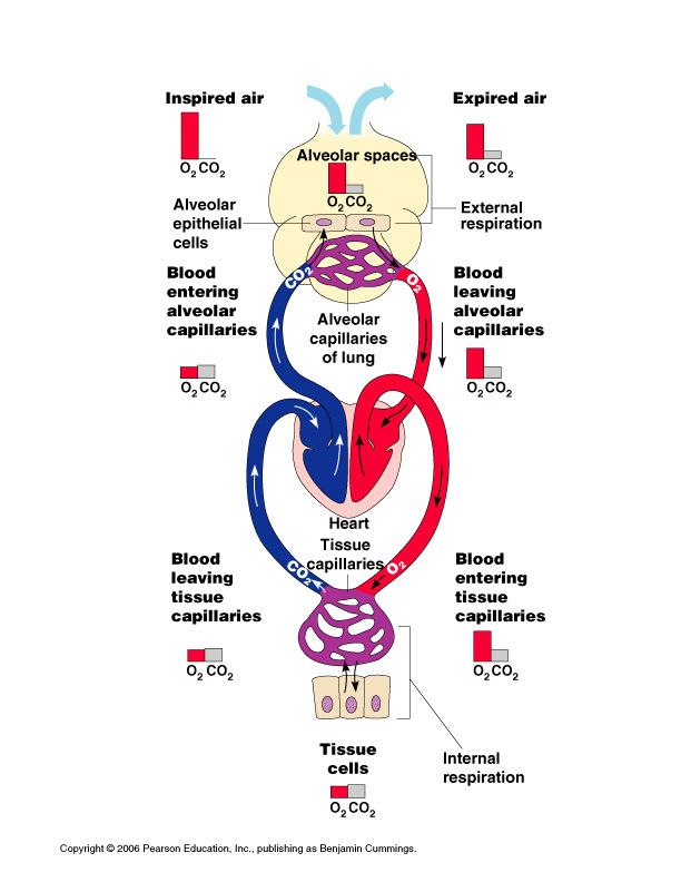 more CO 2 than air in the alveoli Pulmonary capillary blood gives up Blood leaving the lungs is oxygen-rich carbon dioxide-poor Most transported in the plasma as ion (HCO 3 ) Small amount is carried