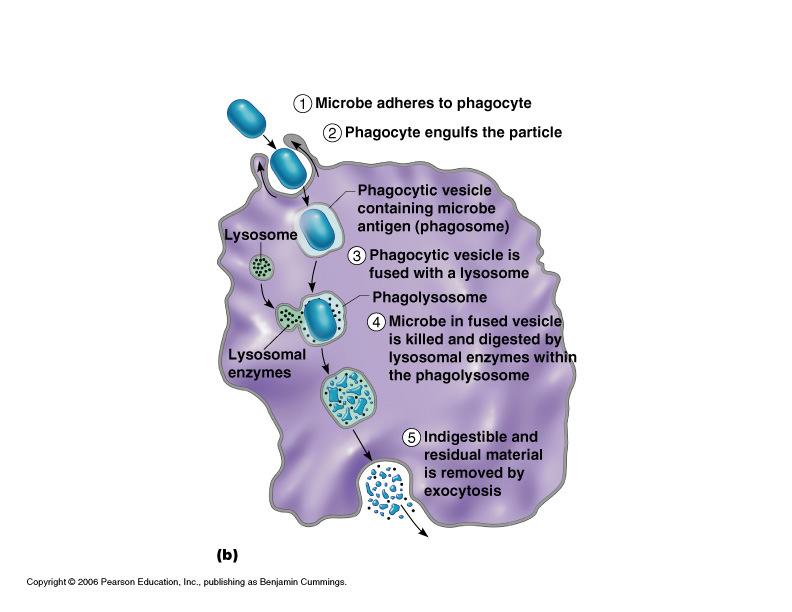 Secretes Has protein-digesting to acid lacrimal fluid contain lysozyme traps microogranisms in digestive respiratory pathways Inflammatory Response Fever Inflammatory Response- 2 nd Line of
