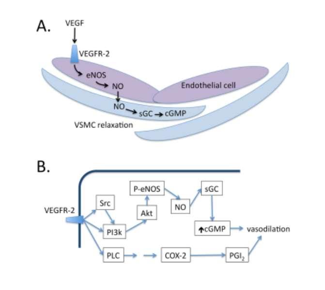 Role of VEGF pathway in vascular homeostasis: a general theme in TMA MoAb anti-vegf ITK anti-vegfr svegf-r (sflt1) (preeclampsia, HELLP syndrome) Rapamycine mtor - VEGF/VEGFR (/AKT/mTOR/eNOS) pathway