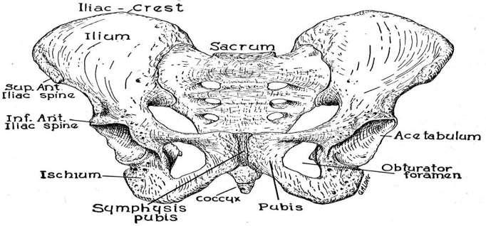 Anatomy of the Pelvic Region The Pelvic Floor: All visceral, neurovascular, and myofascial