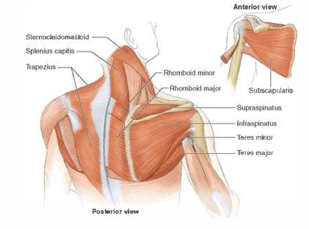 Shoulder - Scapula Stabilization The shoulder is composed of the scapula, the clavicle and the humerus.