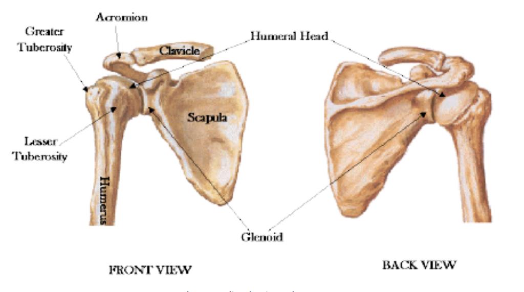 These muscles are responsible for the pivoting movements of the scapula: upward, downward, retraction, protraction, upward and downward.