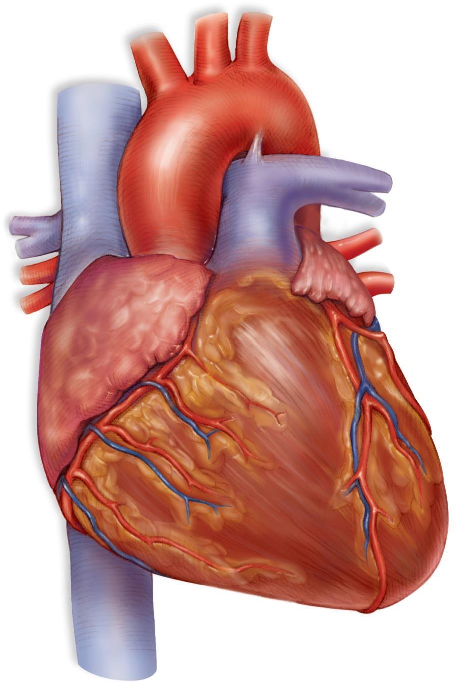 5.3 The Heart is a Double Pump External anatomy of the heart Copyright The McGraw-Hill Companies, Inc. Permission required for reproduction or display.