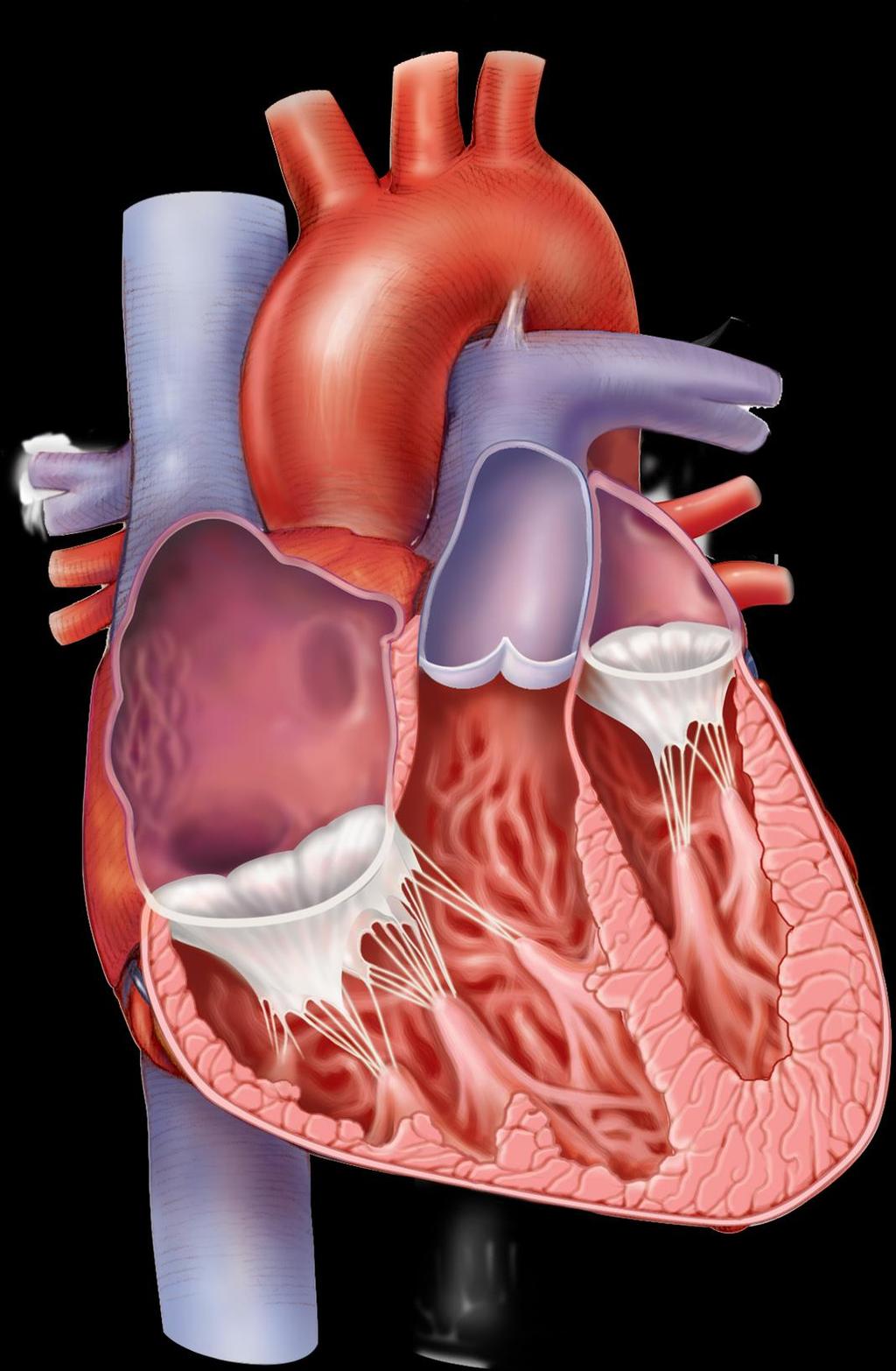 5.3 The Heart is a Double Pump Internal anatomy of the heart Copyright The McGraw-Hill Companies, Inc. Permission required for reproduction or display.