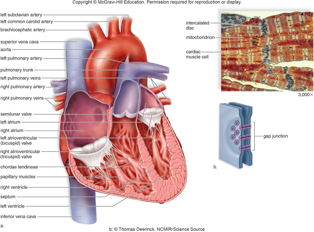 5.3 The Heart is a Double Pump Visualizing blood flow