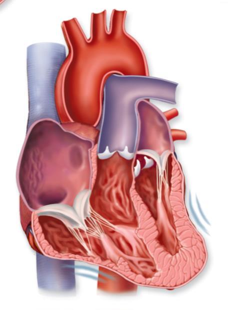 pulmonary trunk aorta semilunar valves superior vena cava semilunar valves close ( dup )