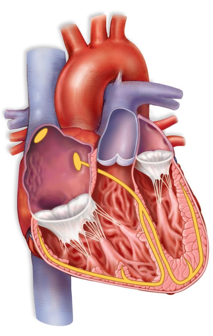 5.3 The Heart is a Double Pump What does