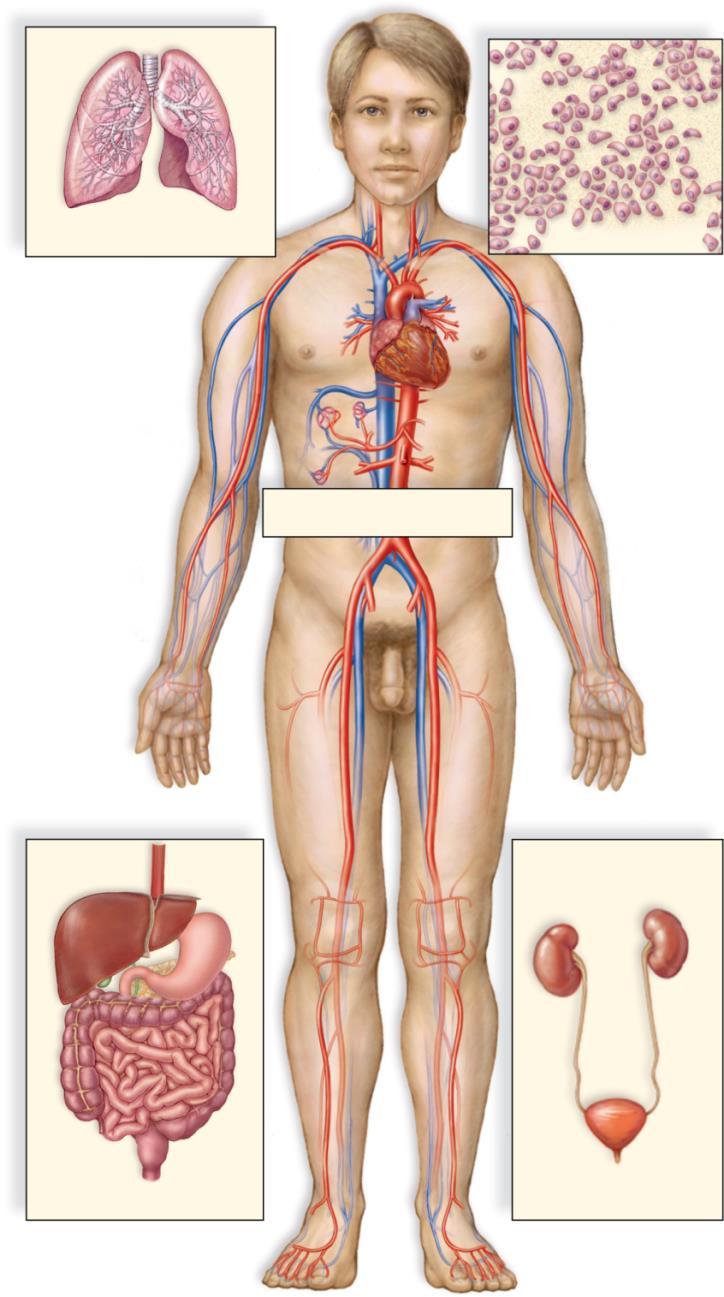 5.1 Overview of the Cardiovascular System What is the cardiovascular system? Copyright The McGraw-Hill Companies, Inc. Permission required for reproduction or display.