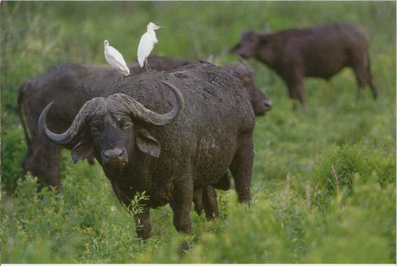 susceptible livestock in close proximity Buffalo can maintain FMDV for up to 5 years in a
