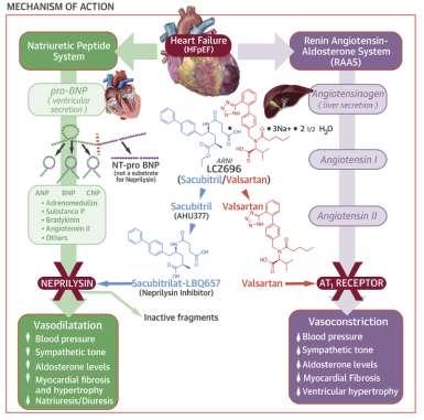 Angiotensin Receptor Neprilysin Inhibition in Heart Failure With Preserved Ejection