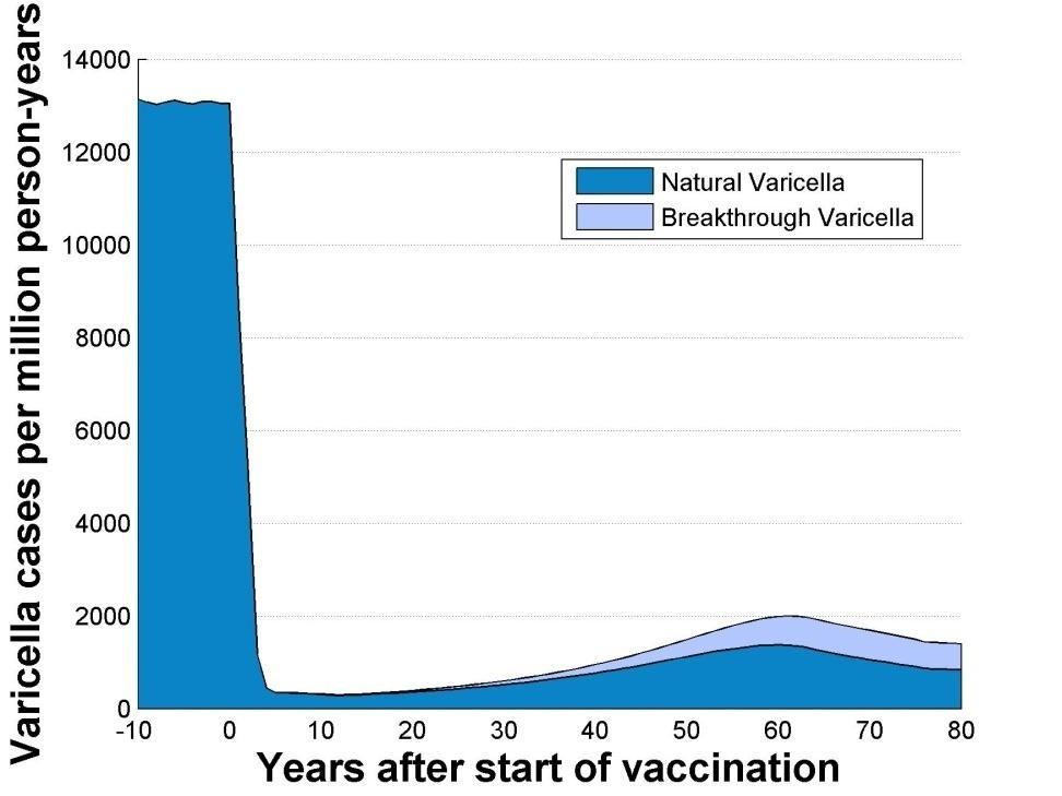 A two dose vaccination is expected to not only produce less natural varicella cases but also fewer