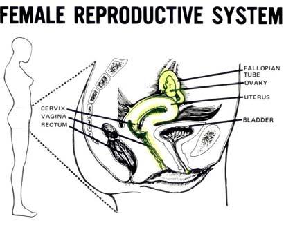 rectal and vaginal intercourse are