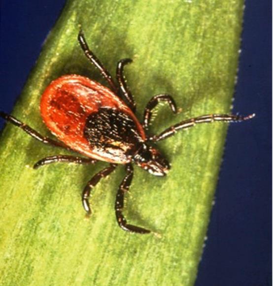 Rocky Mountain Spotted Fever (RMSF) Caused by Rickettsia rickettsii Mortality 13-25% in pre-antibiotic
