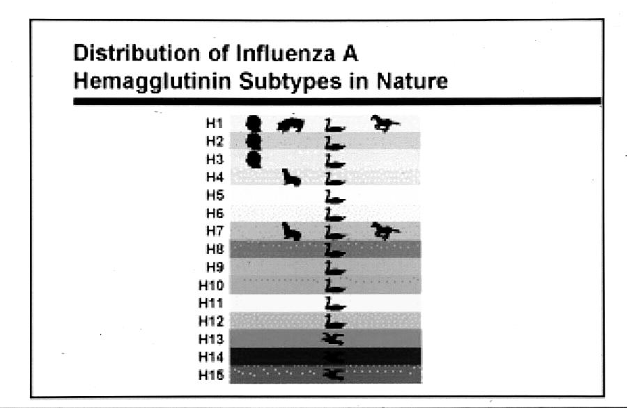 Distribution of influenza A hemagglutinins in nature