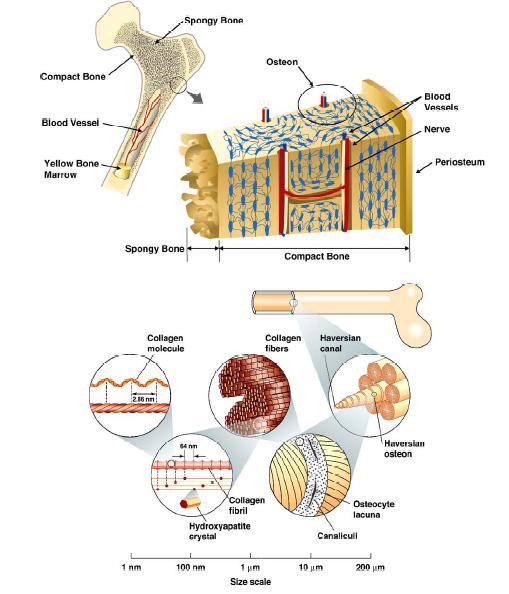 Microstructure of Bone Nalla et al.