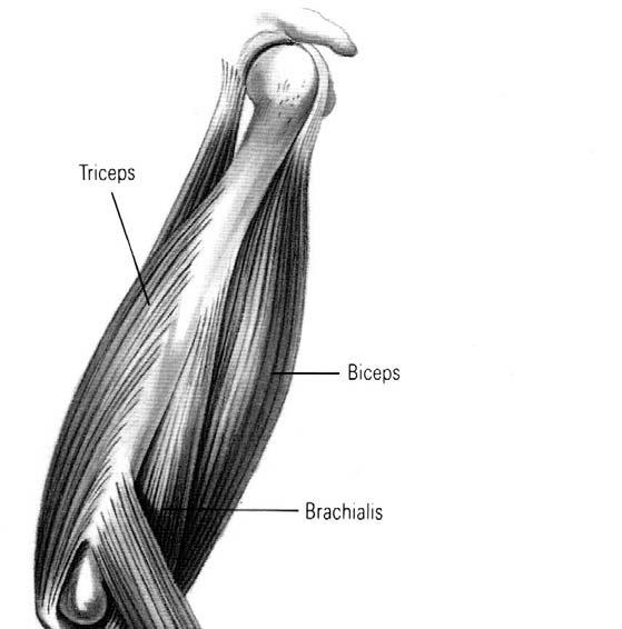 Upper Arm Muscles Two muscle groups move the