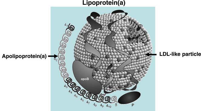 Lipoprotein(a) : and independent risk factor for
