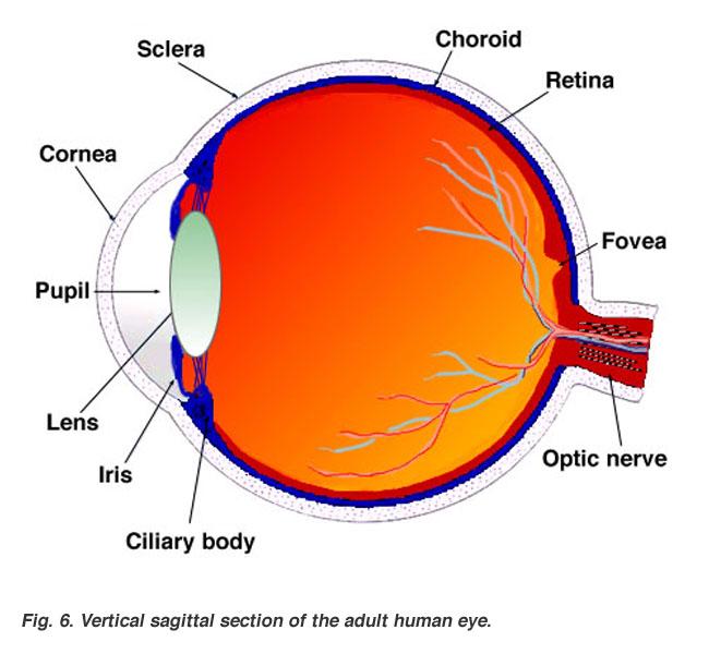 The Eye is Even More Amazing Than You Think The eye focuses light on the retina which then uses biochemistry to transmit signals through the optic