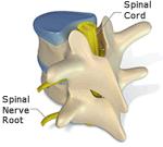 The spinal cord is divided into four (4) sections: cervical, thoracic, lumbar and sacral.