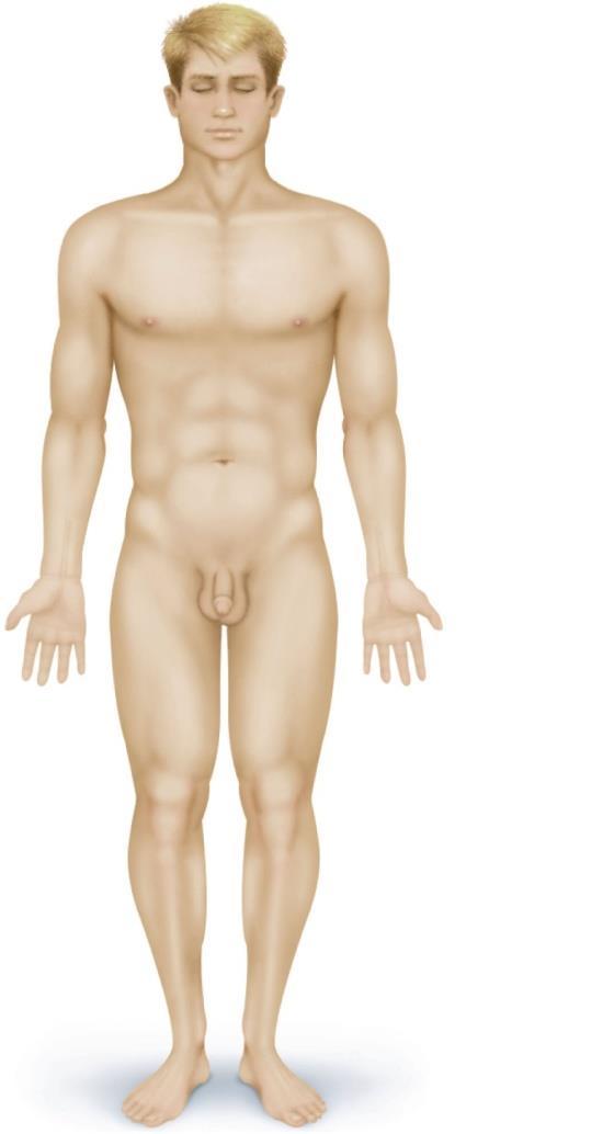 1.8: Anatomical Terminology Anatomical Position standing erect, facing forward, upper limbs at the sides, palms facing forward