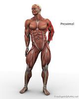 Anatomical Directions Proximal Distal Toward or nearest the trunk of the body or nearest the point of