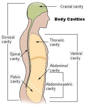 Dorsal Body Cavity Cranial cavity Brain Spinal cavity - Spinal cord http://www.