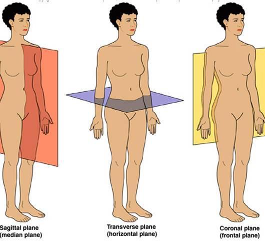 Body Sections (Planes) sagittal - divides the body into a left and right - passes through the body's imaginary midline transverse (horizontal) -