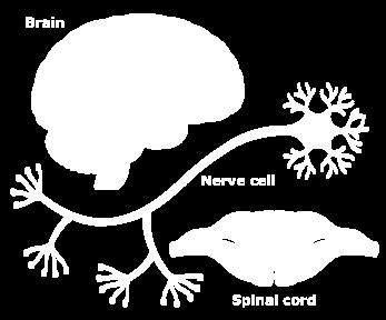 Regulation & Integration Nervous System brain, spinal