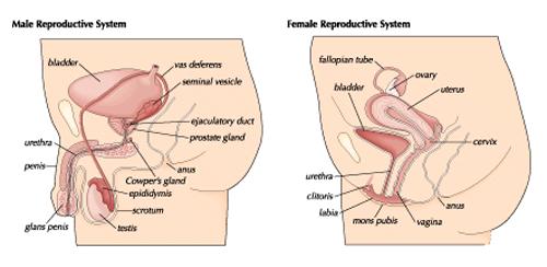 penis, urethra, sperm female - ovaries, uterine tubes, uterus, vagina,