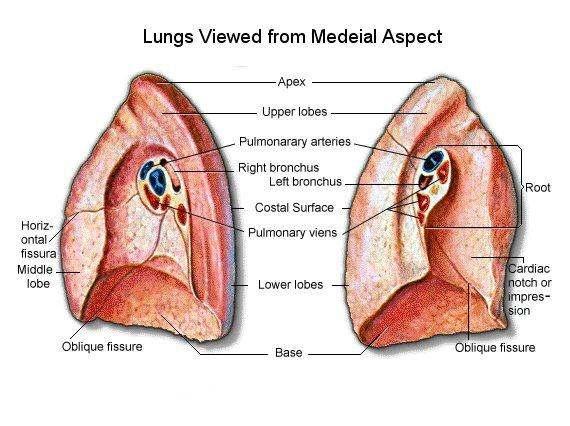 trachea, or windpipe, divide into smaller bronchioles in the lung tissue; the bronchioles divide into alveolar ducts; the ducts into alveolar sacs; and the sacs into alveoli.