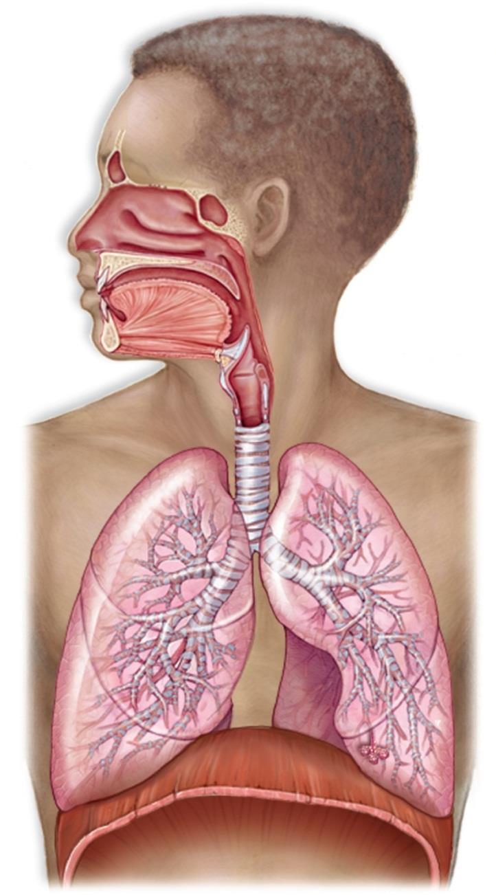10.3 The Lower Respiratory Tract What constitutes the lower respiratory tract?