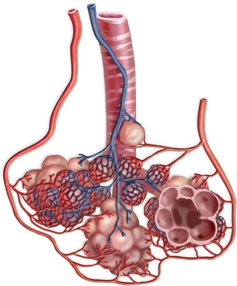 10.3 The Lower Respiratory Tract The alveoli pulmonary vein blood flow pulmonary artery blood flow Pulmonary arteriole contains much CO 2, little O 2.