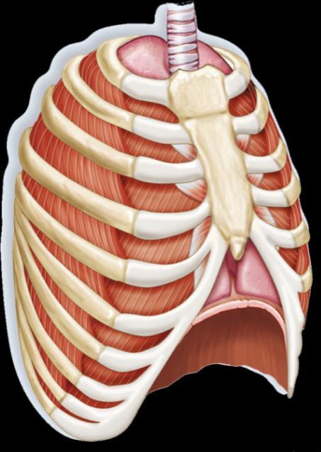 Internal intercostal muscles pull the