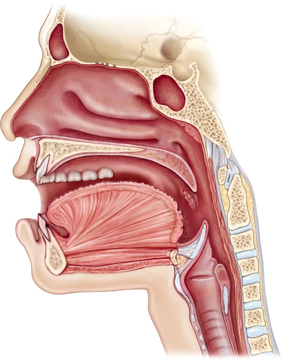 10.2 The Upper Respiratory Tract What constitutes the upper respiratory tract?