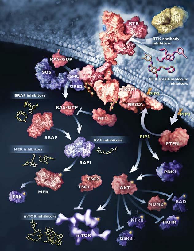 Similar pathway effects Tumor 1: EGFR receptor mutation makes it hypersensitive Tumor 2: KRAS hyperactive